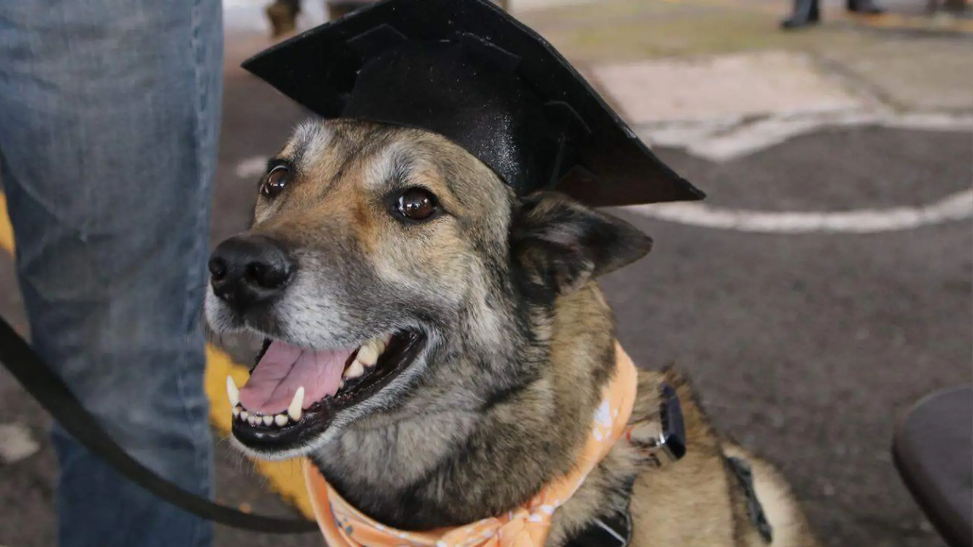 perritos graduados CORTESIA